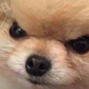 Meet your Posher, Luis